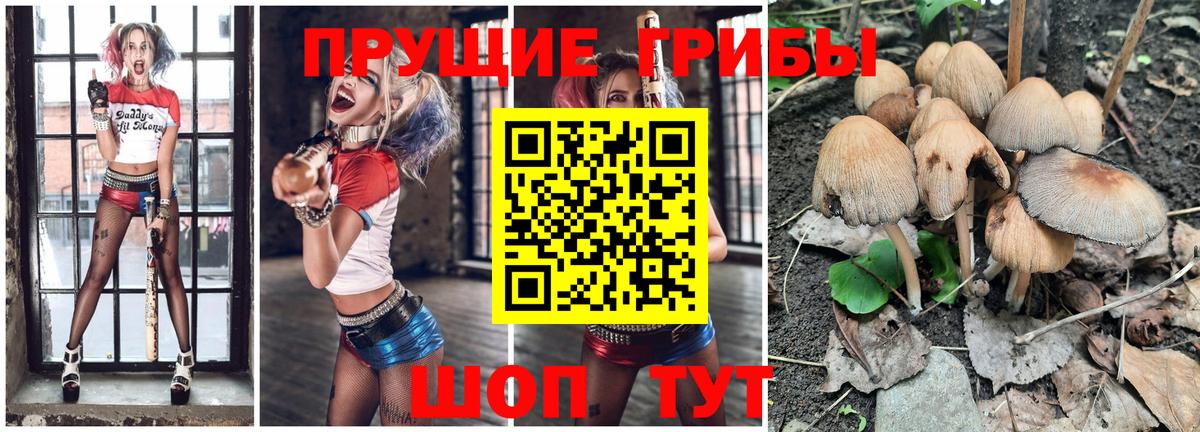 Галлюциногенные грибы Psilocybine cubensis  Вход с VPN  Кизилюрт 