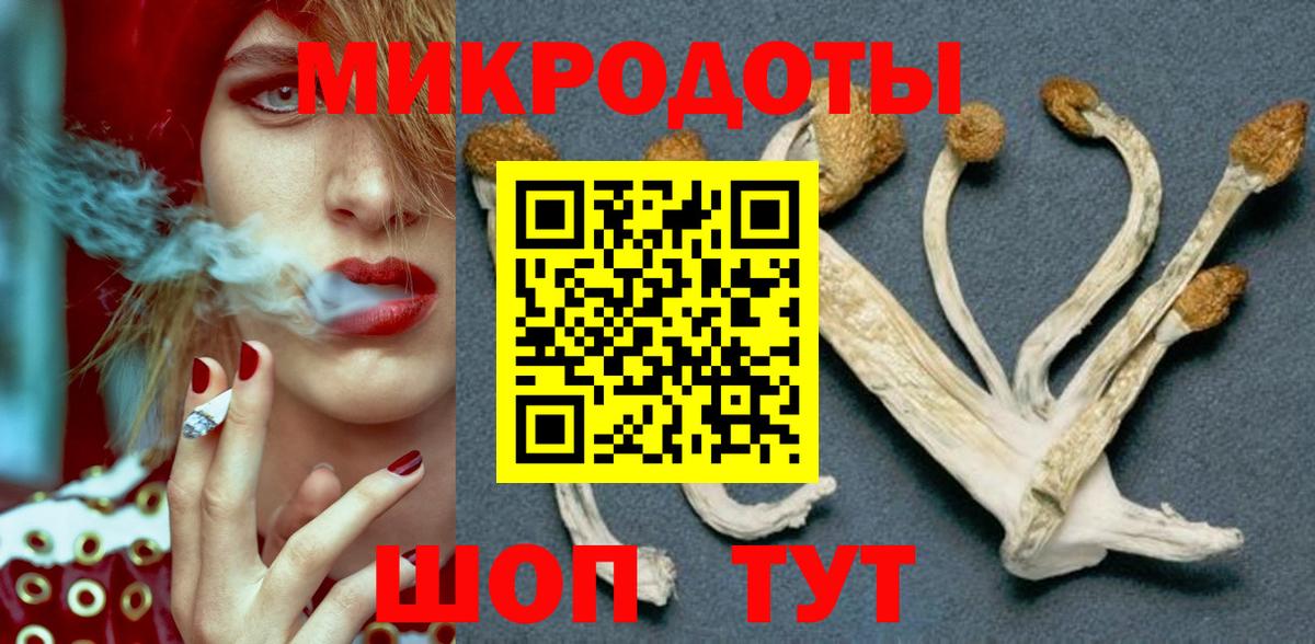 Псилоцибиновые грибы Psilocybe Кизилюрт